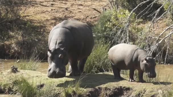 Mother Hippo Her Calf — Vídeos de Stock