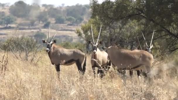 Gemsbok Known Oryx Standing African Bush — стоковое видео