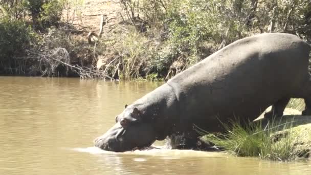 Hippo Entering Water Background — Stok video