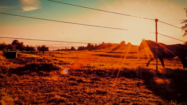 Horse Runs Sunbeams Stops Front Fence Horse Silhouette Sunset Background — Wideo stockowe