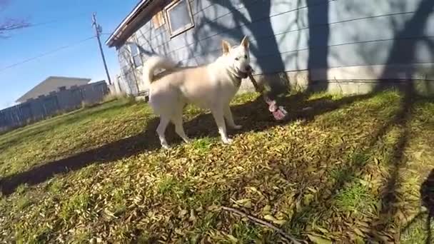 Slow Motion White Husky Dog Playing Back Yard House Rope — Vídeo de Stock