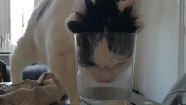 Cat Drinking Water Funny Way Pint Glass — ストック動画