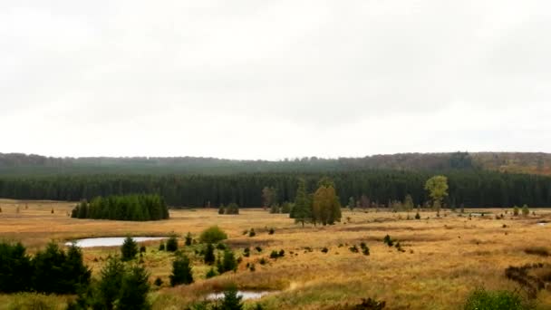 Peat Wet Spongy Soil Formed Dead Plants Swamps Later Preserved — Vídeo de Stock