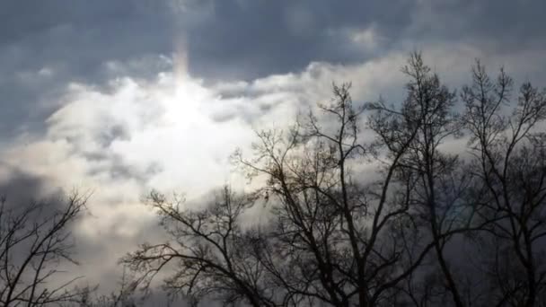 Dramatic Sky Trees — Vídeo de Stock