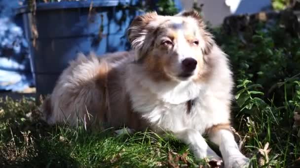 Mini Australian Shephard Dog Laying Grass Relaxing Getting Walking Camera — Vídeos de Stock