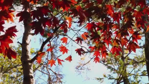 Close Autumn Maple Leaves Breeze Japanese Countryside — Video Stock