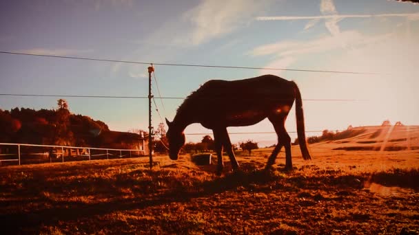 Horse Trots Fence Horse Silhouette Sunset Background Blue Sky Static — Wideo stockowe