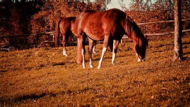 Two Horses Graze Pasture Sunset Nice Sky Static Shot — Stockvideo