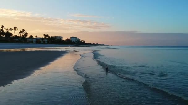 Літаючи Вниз Пляжу Над Ламаними Хвилями Захопили Пташине Годування Хвилях — стокове відео