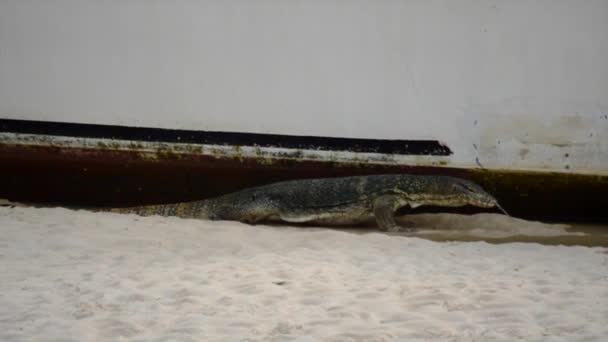 Monitor Lizard Searching Food Ship Cooling Himself Water — Αρχείο Βίντεο