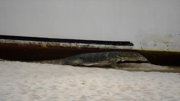 Monitor Lizard Searching Food Ship Cooling Himself Water — Vídeos de Stock