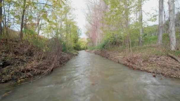 Autumn Forest Gimbal Walk — Stockvideo