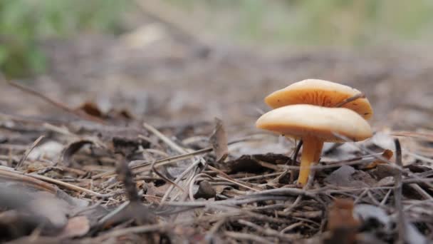 Wild Mushrooms Brown Forest Nature — Stockvideo