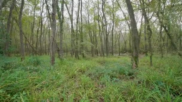 Φθινοπωρινό Δάσος Περιπάτους — Αρχείο Βίντεο