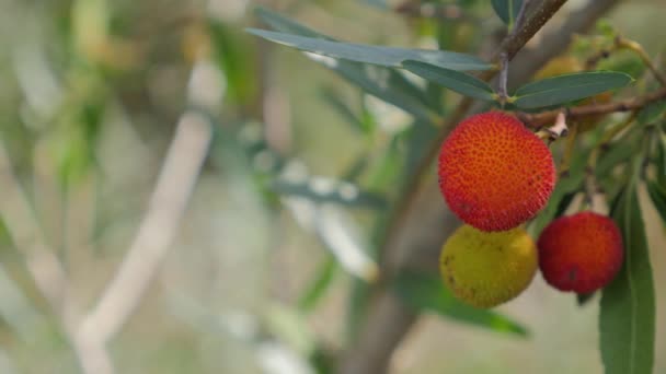 Backgrounds Titles Defocused Red Fruits Yellow Forest Nature — Vídeo de stock