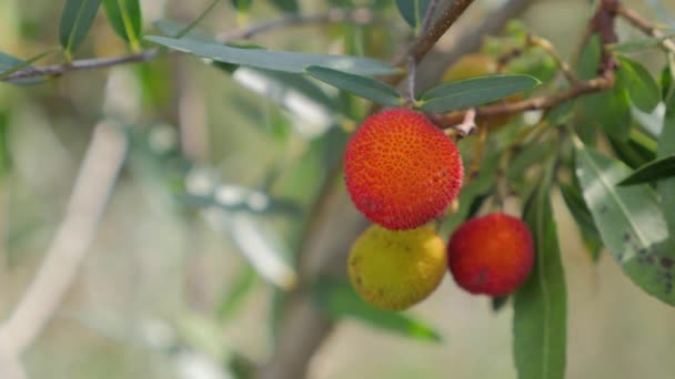Backgrounds Titles Defocused Red Fruits Yellow Forest Nature — Vídeo de Stock