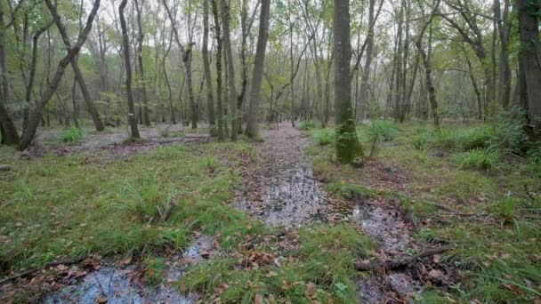 Autumn Forest Gimbal Walk — Vídeos de Stock