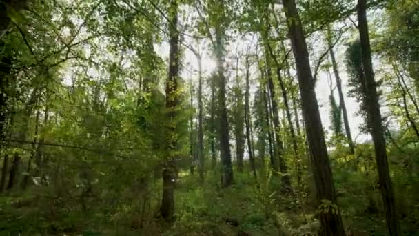 Autumn Forest Gimbal Walk — Stok video