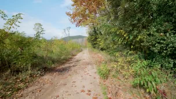 Autumn Forest Gimbal Walk — Stockvideo