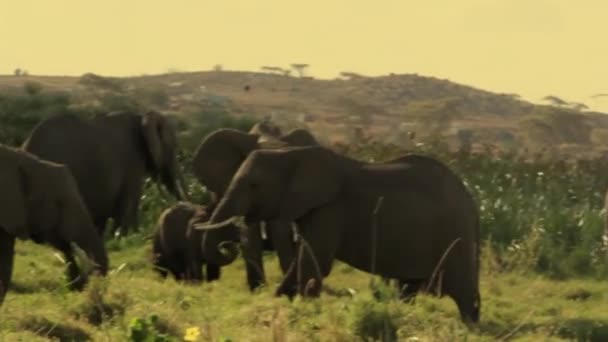 Amboseli Elephants Kenya — Stockvideo