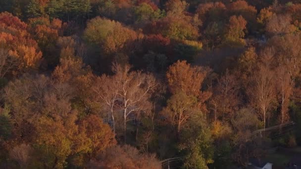 Aerial Beautiful Trees Autumn Tilt Reveal Houses Street Nice Neighborhood — Stockvideo