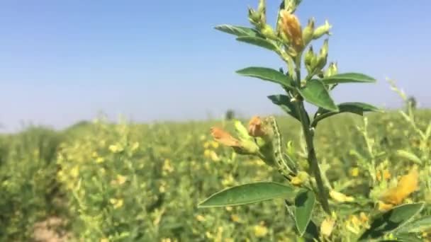 Käferlarven Begraben Schädling Der Toor Dal Oder Taubenerbsenbäume Der Farm — Stockvideo