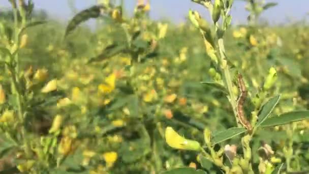 Käferlarven Begraben Schädling Der Toor Dal Oder Taubenerbsenbäume Der Farm — Stockvideo