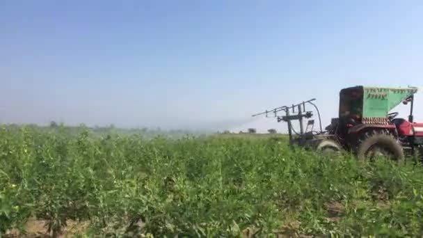 Agricultor Que Utiliza Pesticidas Para Toor Dal Palomas Guisantes Tractor — Vídeo de stock