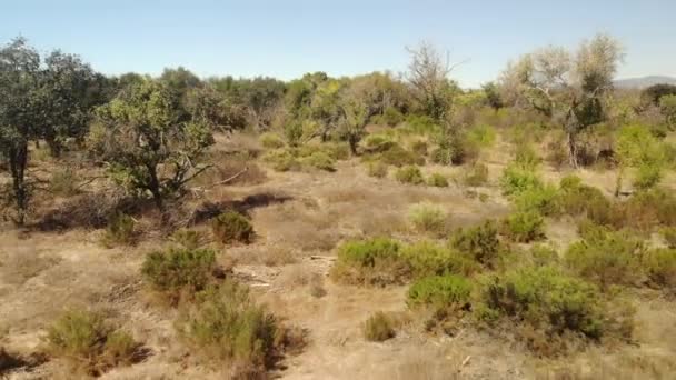 Aerial Fly Dry Desert Land Plants — Stockvideo