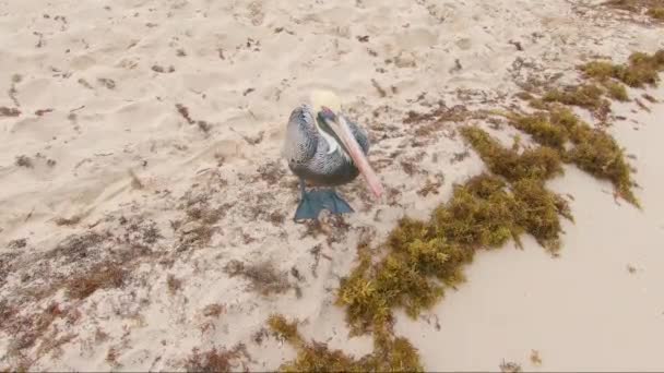 Calm Huge Pelican Standing Tropical Beach — Video Stock