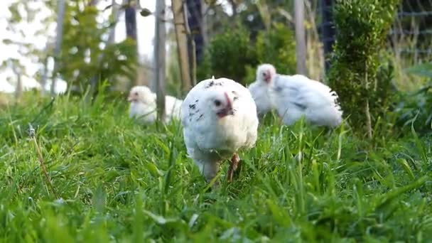 Chickens Hen Roaming Freely Grass — Vídeos de Stock