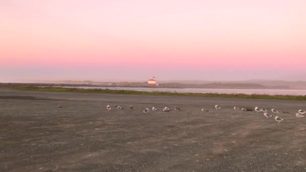 Seagulls Hanging Out Mouth Coquille River Bandon Oregon United States — Stockvideo