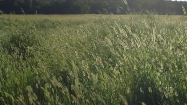 Camera Drifts Wild Grass Field Golden Hour Gently Blowing Breeze — Wideo stockowe