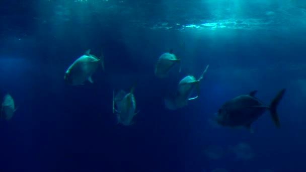 Marine Reef Fish Crevalle Jack Swimming Surface Dark Deep Blue — Vídeos de Stock
