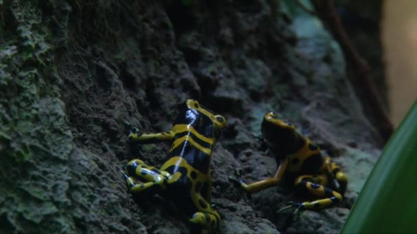 Two Yellow Banded Poison Dart Frogs Dendrobates Leucomelas Arrow Frogs — Stock Video