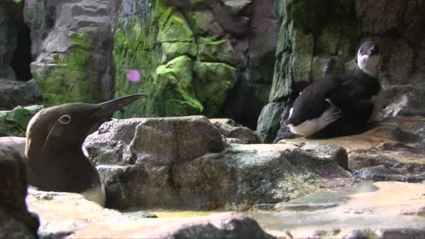 Two Common Guillemots Sitting Very Close Observer — Stock video