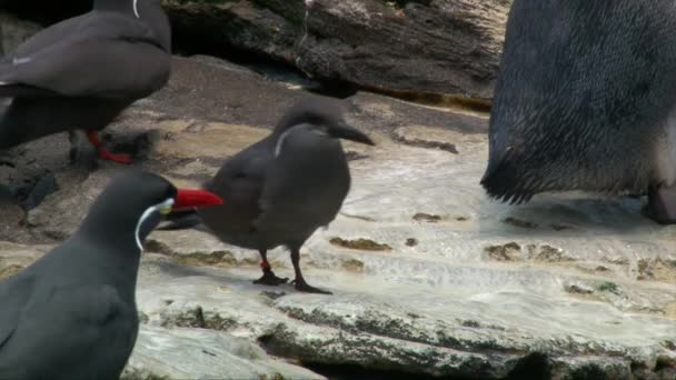 Male Female Inca Tern Larosterna Inca Rock Shore Close Shot — Stock Video