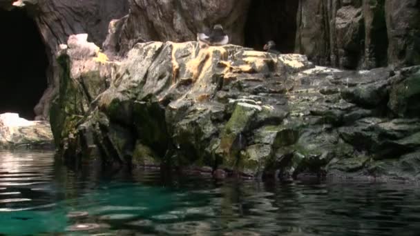 Couple Puffins Bird Resting Rocky Shore Flooded Cave Long Shot — Vídeo de stock