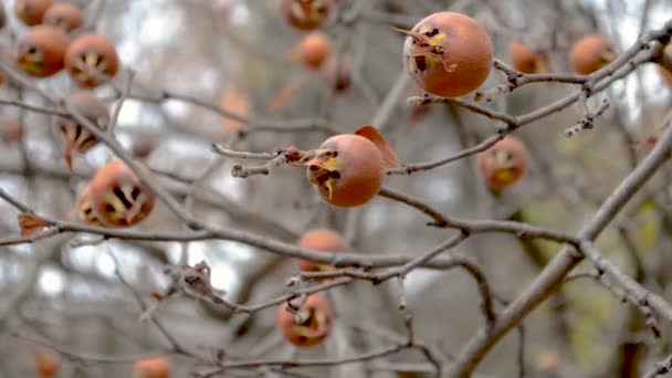 Εκπληκτικό Δέντρο Medlar Γεμάτο Φρούτα Κρύο Πρωινό Του Φθινοπώρου — Αρχείο Βίντεο