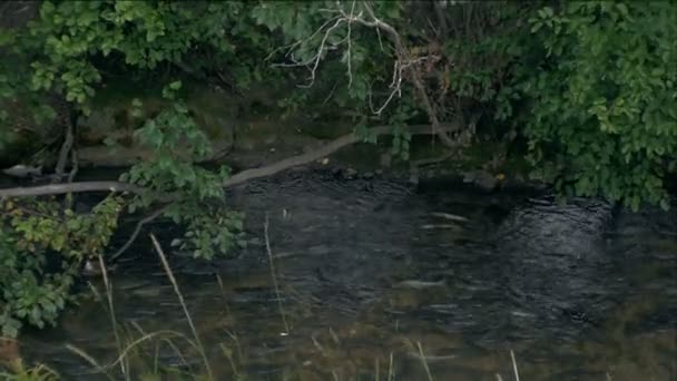 Several Alaskan Salmon Swim Clear Calm Stream — Vídeo de Stock