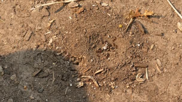 Ants Scurrying Dirt Being Busy All Very Important Work — Video