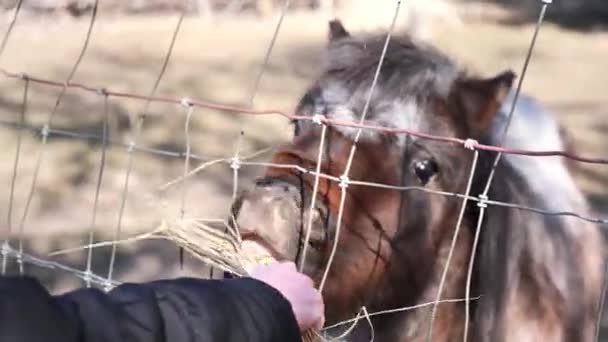 Clip Adorable Shetland Ponies Being Fed Some Straw Hay Fence — 图库视频影像