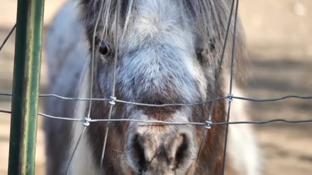 Clip Adorable Shetland Ponies Out Focus Background Shot Fence Shot — 비디오