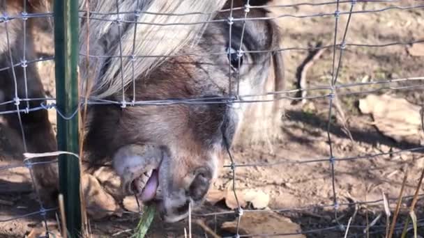 Clip Adorable Shetland Pony Trying Eat Some Straw Hay Fence — Vídeos de Stock