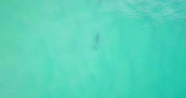 Stunning Aerial Morning Flight Dolphins Turquoise Ocean Australia — Vídeo de Stock