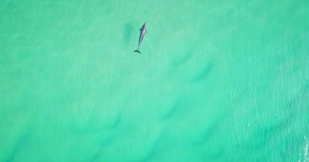 Spectacular Aerial Morning Flight Dolphin Wild Colorful Ocean Australia — Video Stock