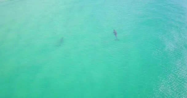 Stunning Aerial Morning Flight Two Dolphins Colorful Ocean Australia — Vídeo de Stock