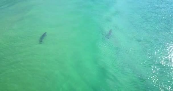 Beautiful Morning Flight Two Dolphins Turquoise Ocean Australia — Stock video