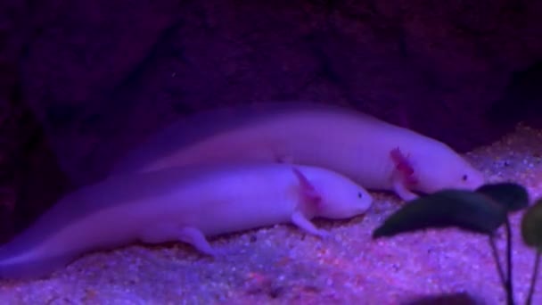 Close View Two Axolotls Aquarium — Vídeos de Stock