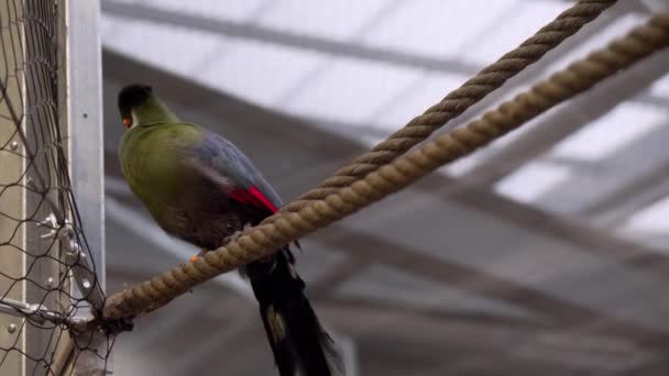 Close View Turaco Captivity Stading Rope — Vídeo de stock